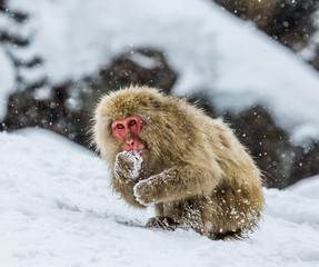 Japanese macaque sitting in the snow. Japan. Nagano. Jigokudani Monkey Park. An excellent illustration.