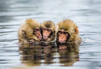 Group of Japanese macaques sitting in water in a hot spring. Japan. Nagano. Jigokudani Monkey Park. An excellent illustration.