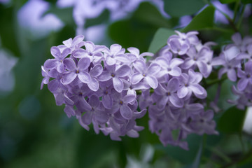 bunches of lilac blossoms on branches
