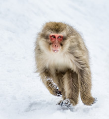 Japanese macaques running in the snow. Japan. Nagano. Jigokudani Monkey Park. An excellent illustration.