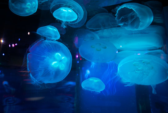 Jellyfish In A Tank