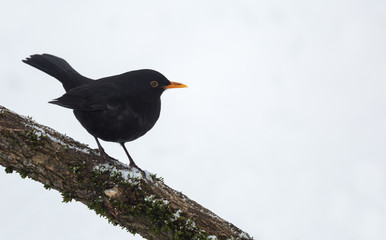 Le merle noir