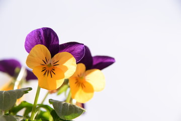 Viola tricolor, Wildes Stiefmütterchen in Winter Sonne