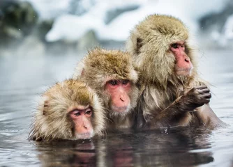 Papier Peint photo Singe Groupe de macaques japonais assis dans l& 39 eau dans une source chaude. Japon. Nagano. Parc des singes de Jigokudani. Une excellente illustration.