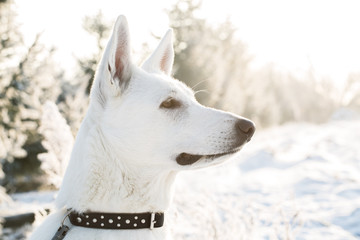white lonely Berger Blanc Suisse dog watching to the snowy forest