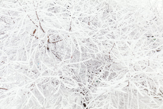 Tree branches frozen in the ice. Branch covered with snow in winter forest. Christmas greeting card or background image for the winter season.
