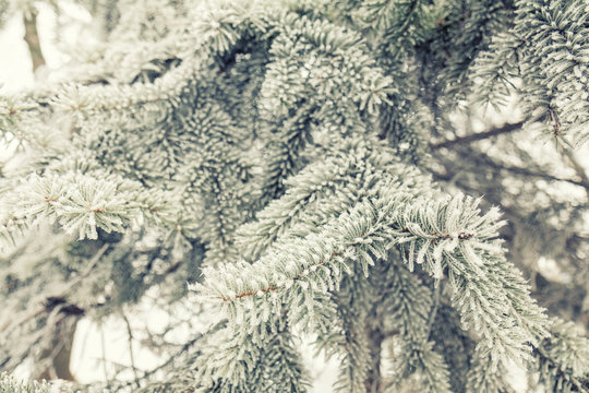 Winter background. Pine tree branches covered with hoarfrost. Christmas background with a coniferous branch in snow.