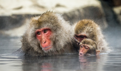 Group of Japanese macaques sitting in water in a hot spring. Japan. Nagano. Jigokudani Monkey Park. An excellent illustration.