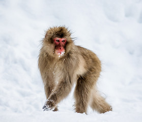 Japanese Macaque standing in the snow. Japan. Nagano. Jigokudani Monkey Park. An excellent illustration.