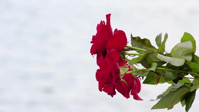A bouquet of roses in hands on a background of water. In memory of the fallen in the great Patriotic war and the battle of Stalingrad. Board the ship on the Volga river, Volgograd