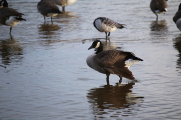 Canada goose (Branta canadensis) with an injured wing