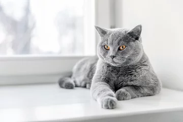 Crédence de cuisine en verre imprimé Chat Noble chat fier allongé sur le rebord de la fenêtre. Le British Shorthair