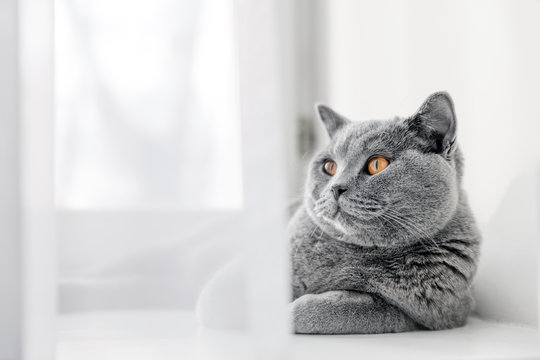 Noble proud cat lying on window sill. The British Shorthair