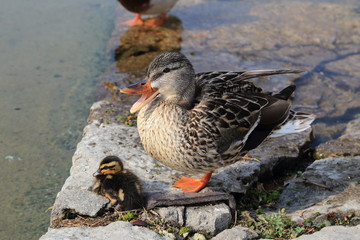 A duck with its baby duckling