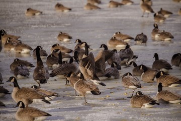 Goose stretching