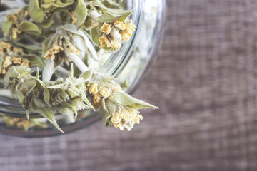 Wild mountain herbal tea (Sideritis syriaca) also known as ironwort or shepherd's tea