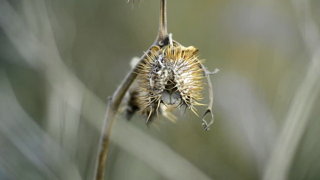 Der Gro&szlig;bl&uuml;tige Stechapfel, Samenkapsel