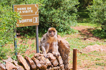 Début de la visite,de la forêt des singes, macaques de Barbarie, Rocamadour,Lot, France 