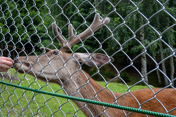 Deer in a zoo behind bars in captivity. Man feeding the animal through the grid.