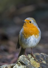 Robin Red Breast (Erithacus rubecula)