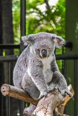 Cute gray koala (Phascolarctos cinereus) sitting on a tree branch