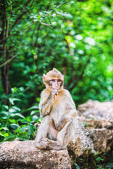 Jeune macaque de Barbarie, pense, assis sur une pierre, forêt des singes, Rocamadour,Lot, France 