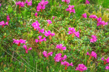 Fototapeta premium Rhododendron flowers