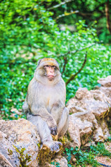 Macaque de Barbarie, assis sur une pierre, forêt des singes, Rocamadour,Lot, France 