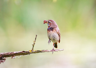 A Bluethroat (Luscinia svecica) perching on a branch with green