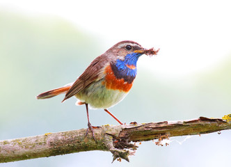 Bluethroat on branch