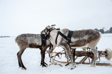 Reindeers in a team decorated with red. Winter time.