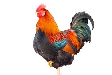 Photo of a beautiful New Year's holiday rooster isolated on white background