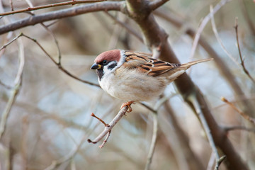 Sparrow sitting on a branch