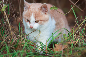 Naklejka na ściany i meble small cat is hunting on spring grass