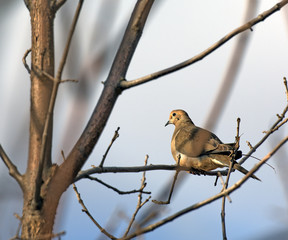 Morning dove sitting on a branch on a winter day