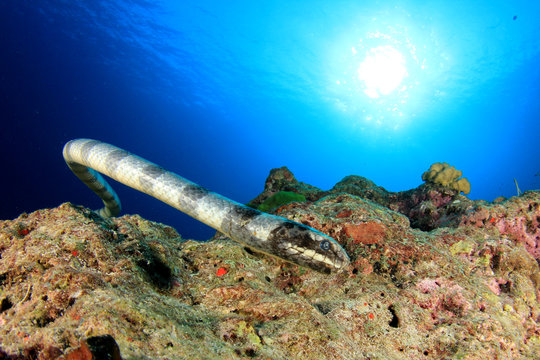 Banded Sea Snake underwater in ocean