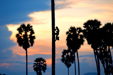 climb the tree palm