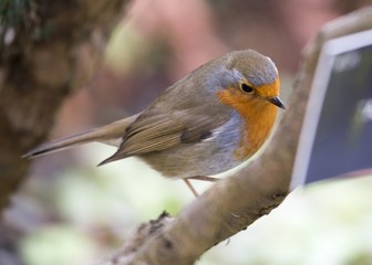Fototapeta premium Robin Red Breast (Erithacus rubecula)