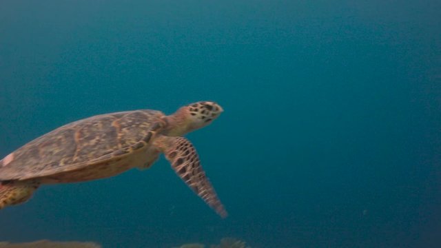 Морская черепаха Бисса. Увлекательные подводные погружения на рифах Мальдивских островов.