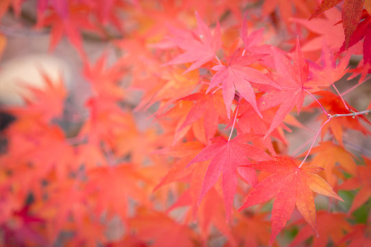 Red maple leaves selective focus in autumn season