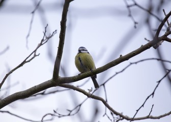 Eurasian blue tit (Cyanistes caeruleus)