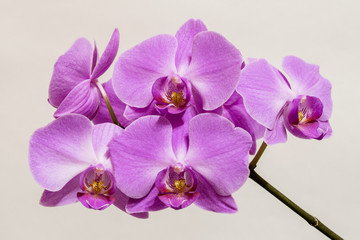 Flowers of lilac orchid on the light background