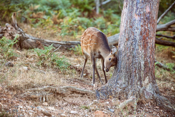 Faon se grattant la tête contre un arbre 