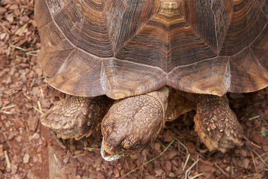 The head and part of the shell African Spurred Tortoise