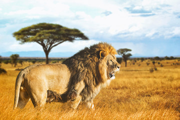 Leeuw in profiel in de savanne