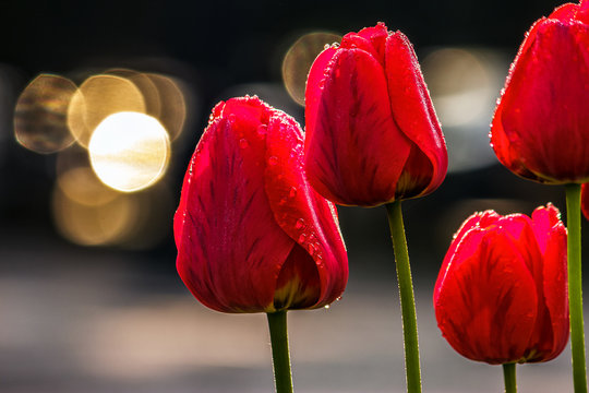 red tulips on dark background with bokeh