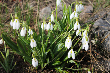 White snowdrops in bloom on rocky ground