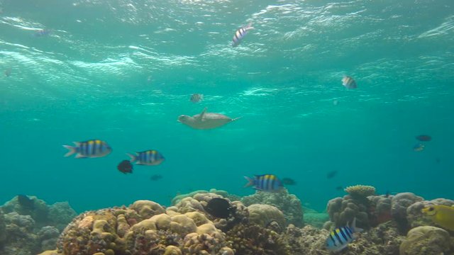 Морская черепаха Бисса. Очередной вдох на поверхности и сразу под защиту кораллового рифа. Увлекательные подводные погружения на рифах Мальдивских островов.