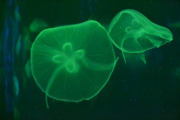 jellyfish