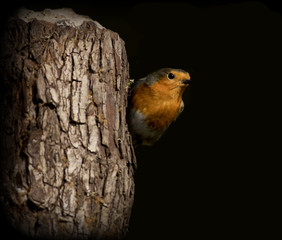 Robin On Stump